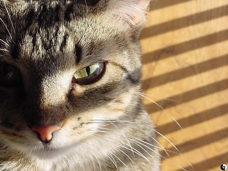Tabby Cat in Sunlight — Brown