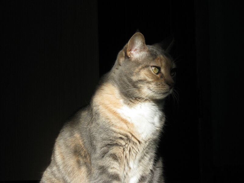 Tabby Cat in Sunlight — Gray