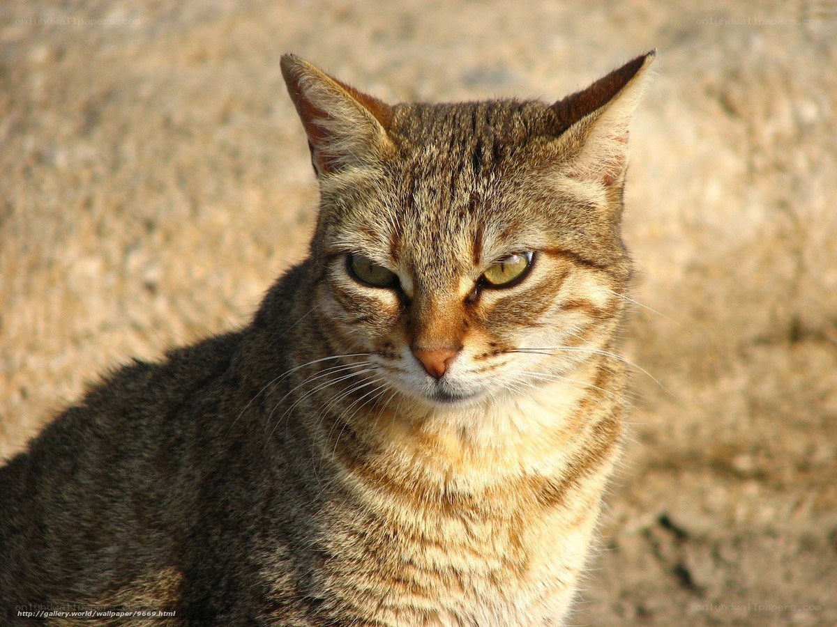 Tabby cat in sunlight