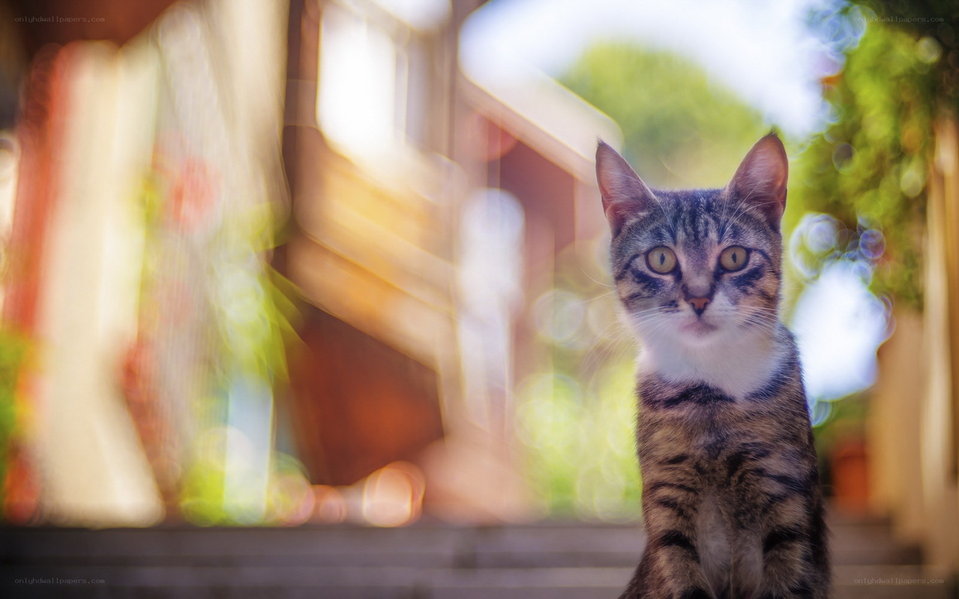 Tabby cat in sunlit garden