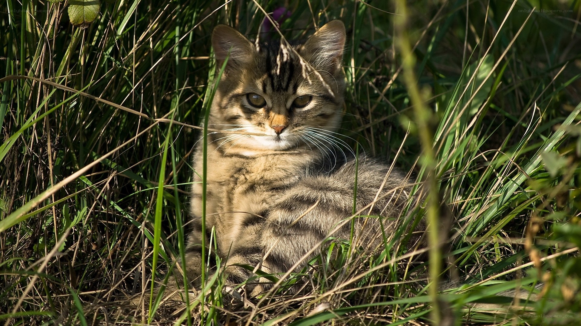 Tabby cat in tall grass