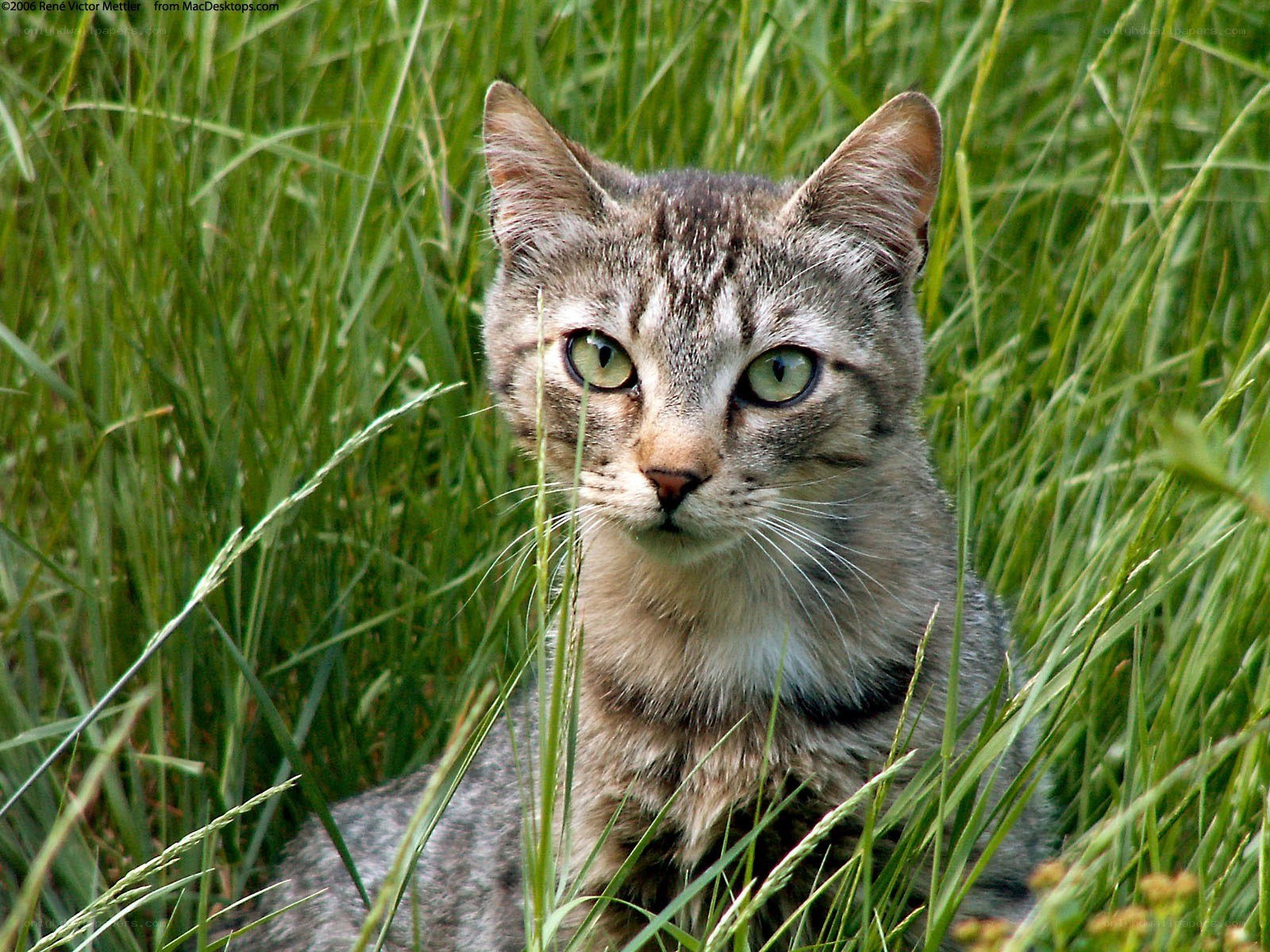 tabby cat in tall grass