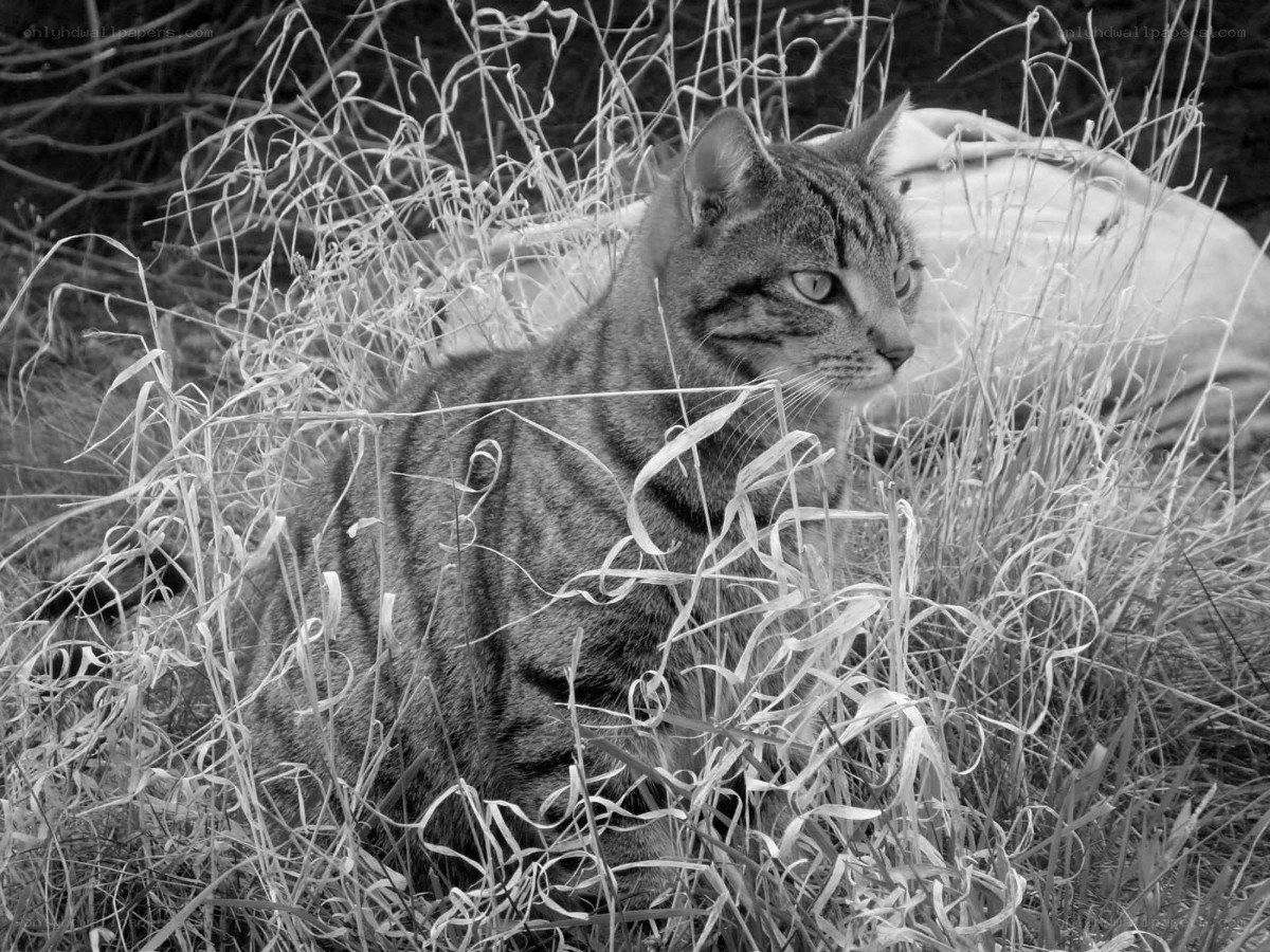 Tabby cat in tall grass