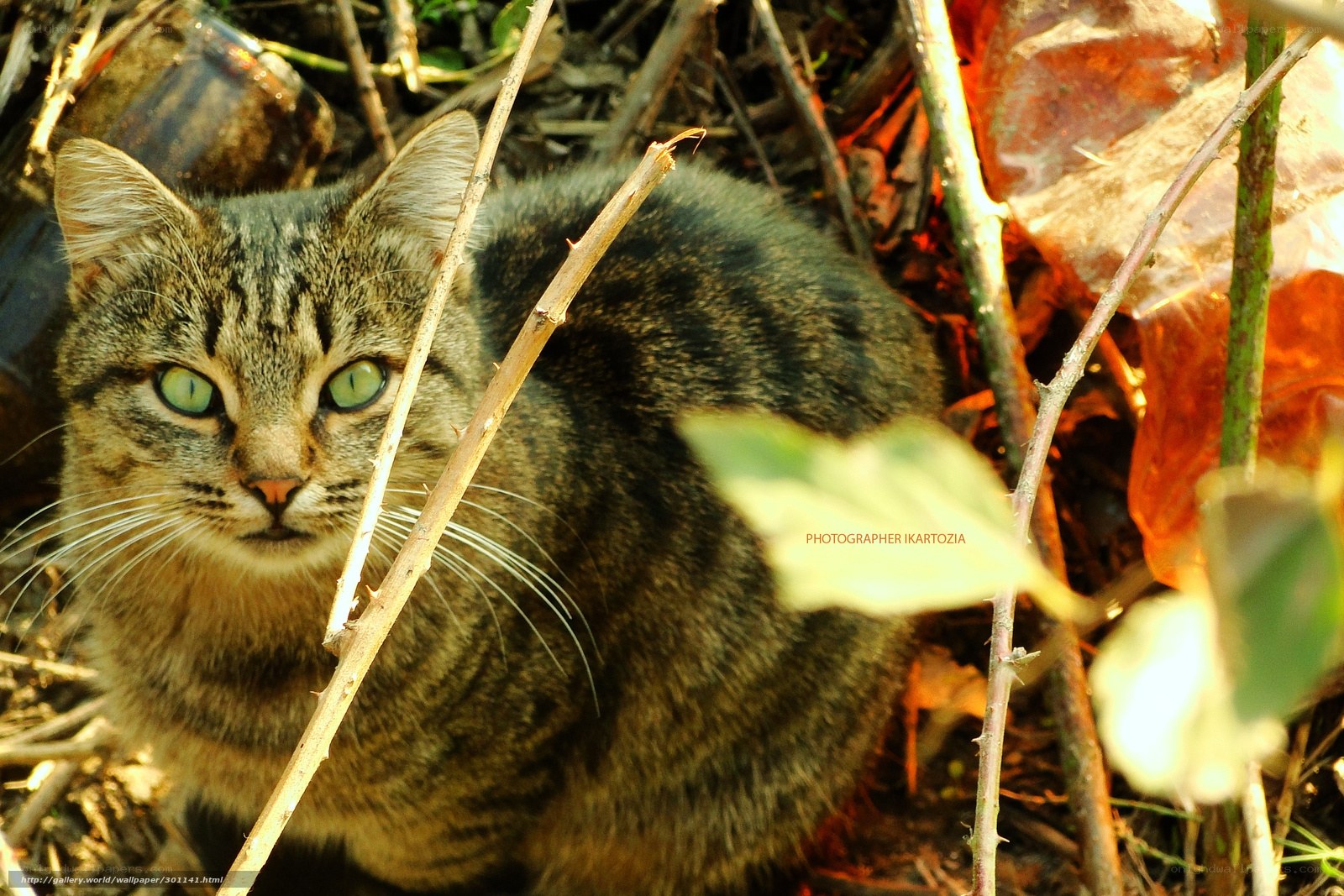 Tabby cat in the bushes