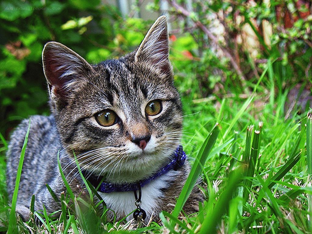 tabby cat in the grass