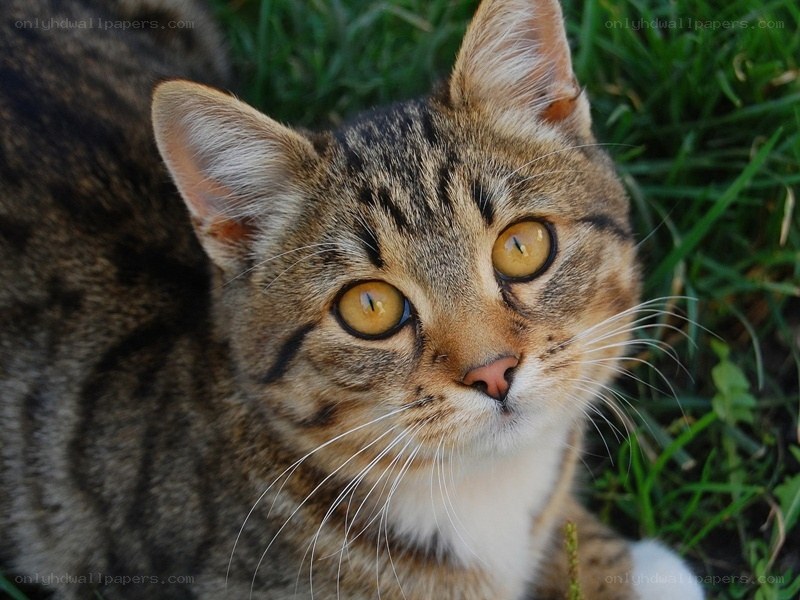 tabby cat in the grass