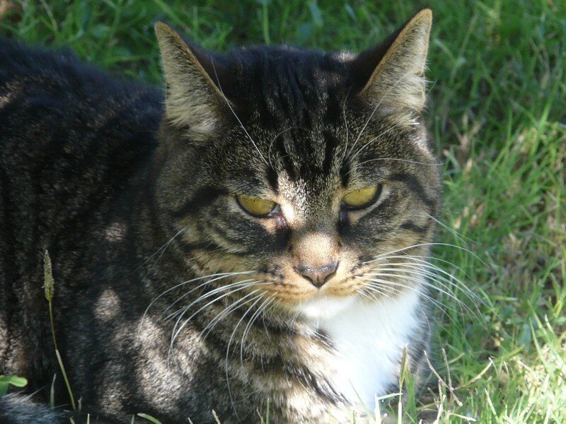 tabby cat in the grass