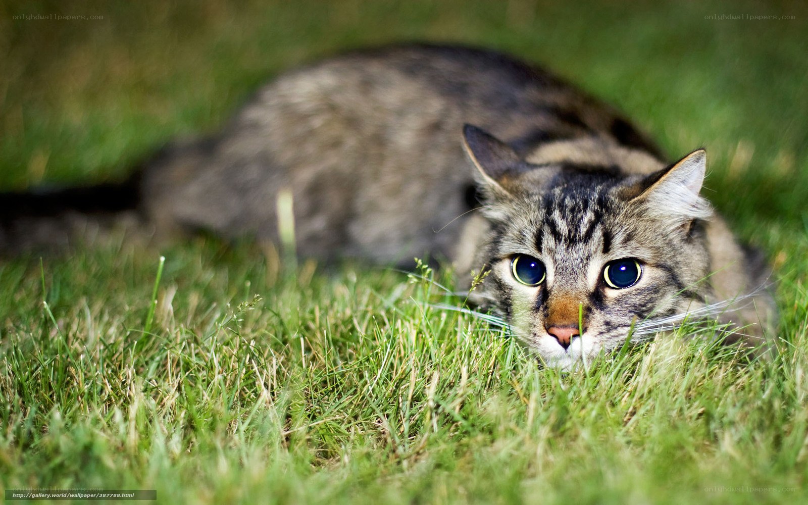 Tabby cat in the grass