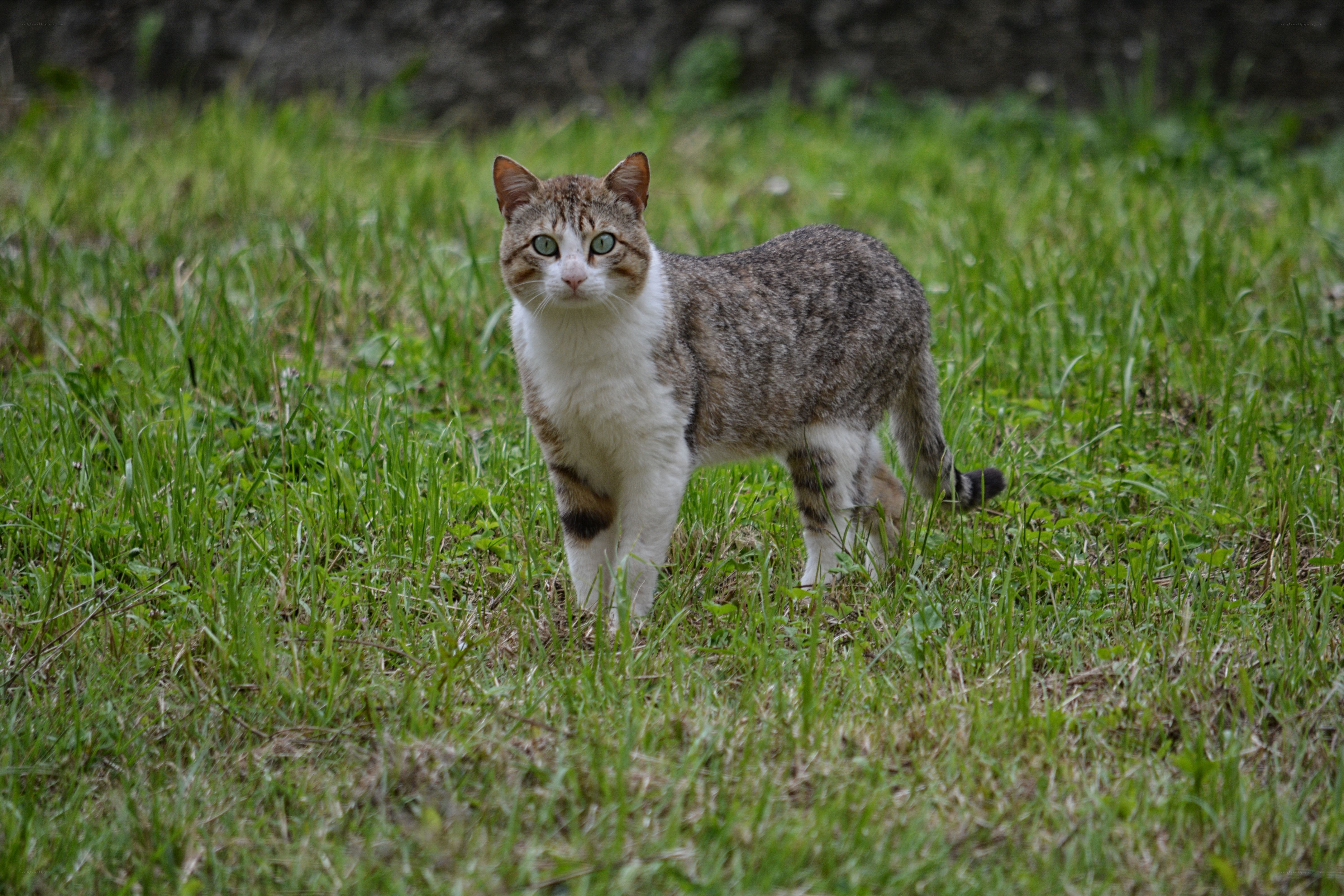 Tabby cat in the grass