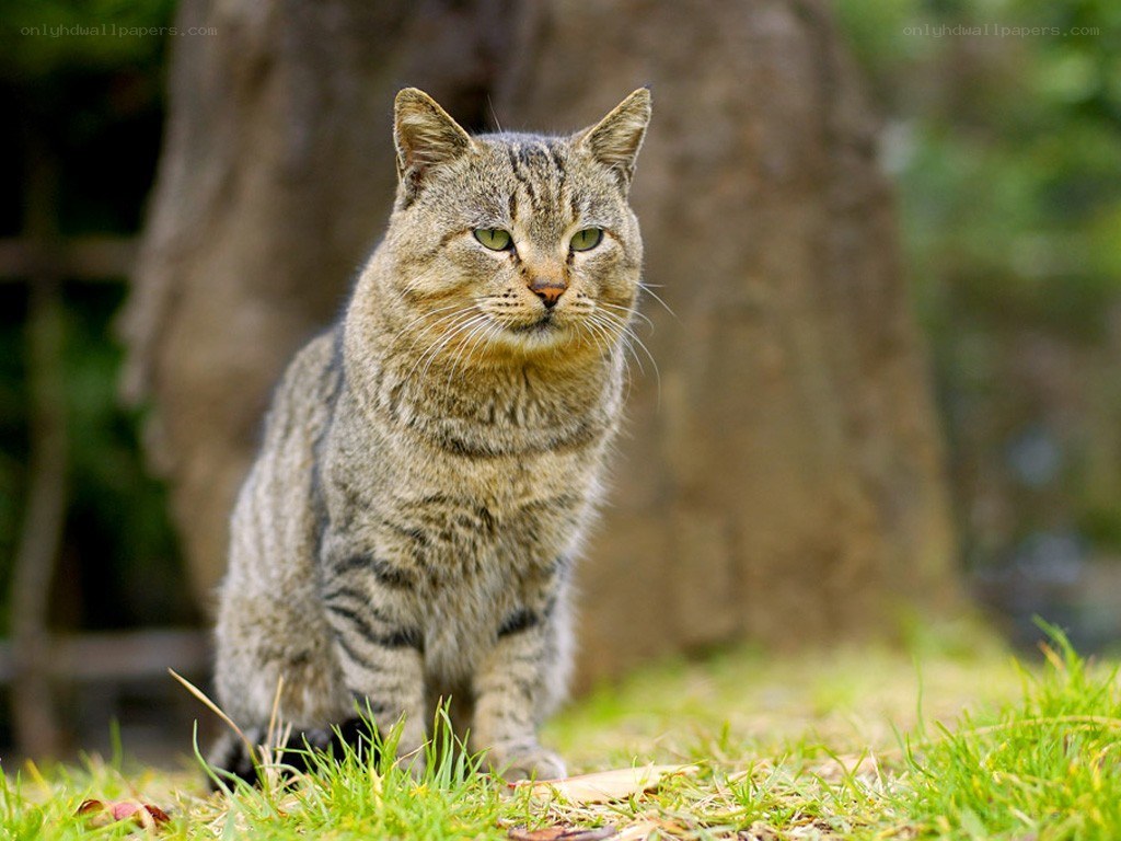 tabby cat in the grass