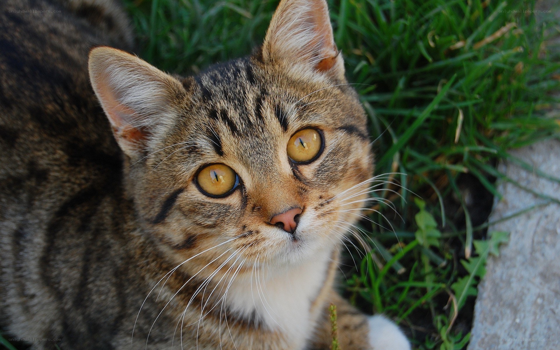 tabby cat in the grass