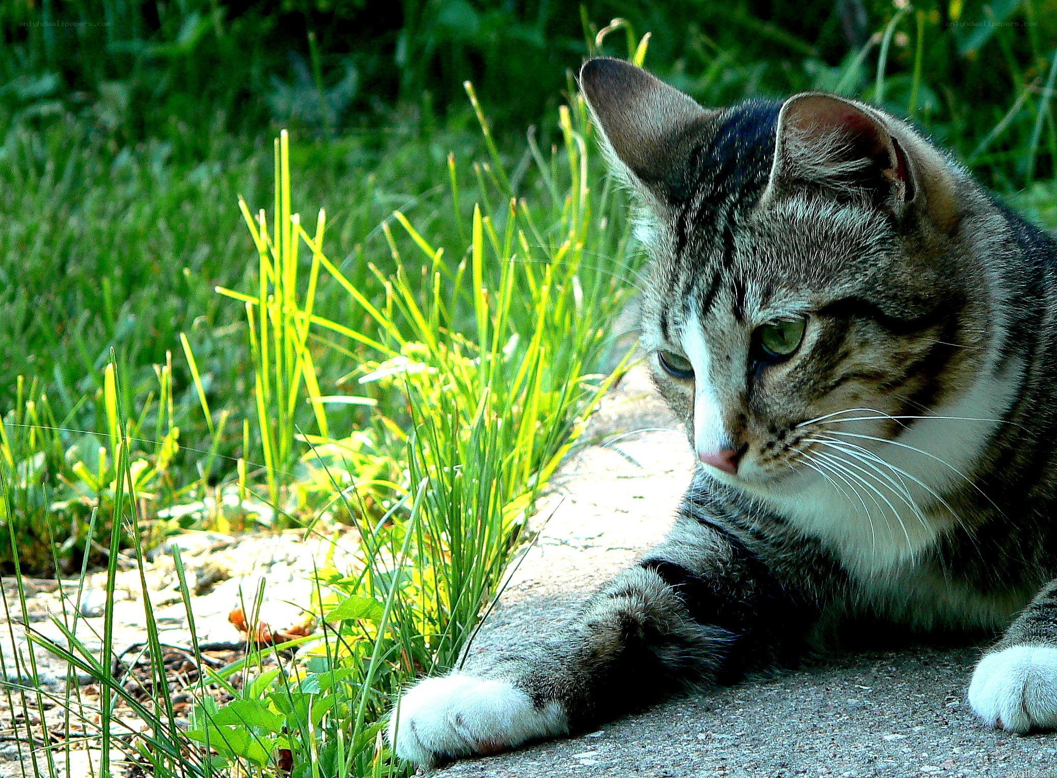 tabby cat in the grass