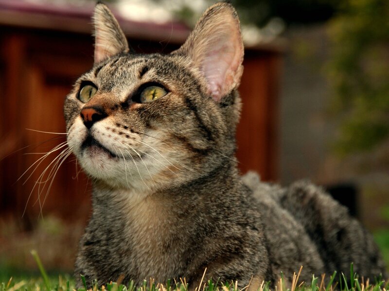 tabby cat in the grass
