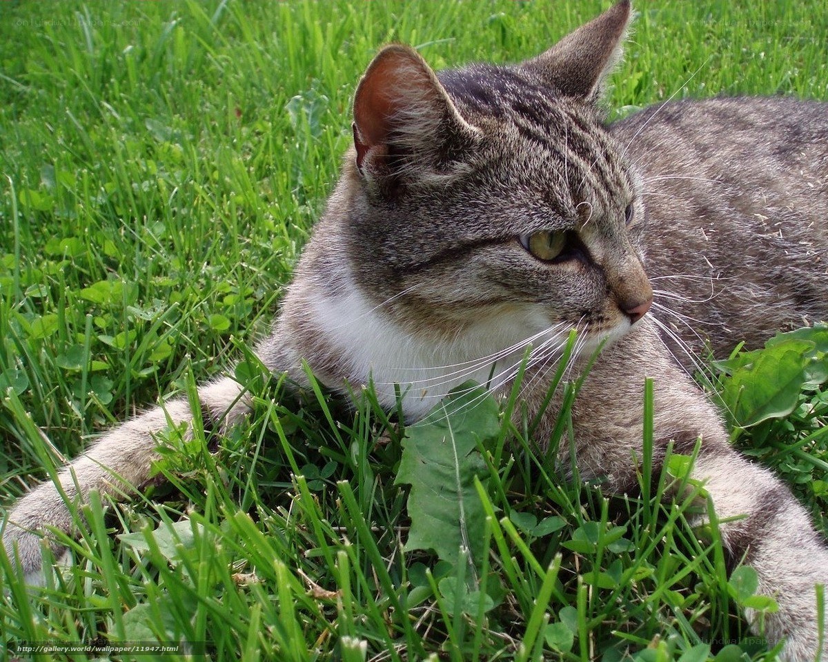 Tabby cat in the grass