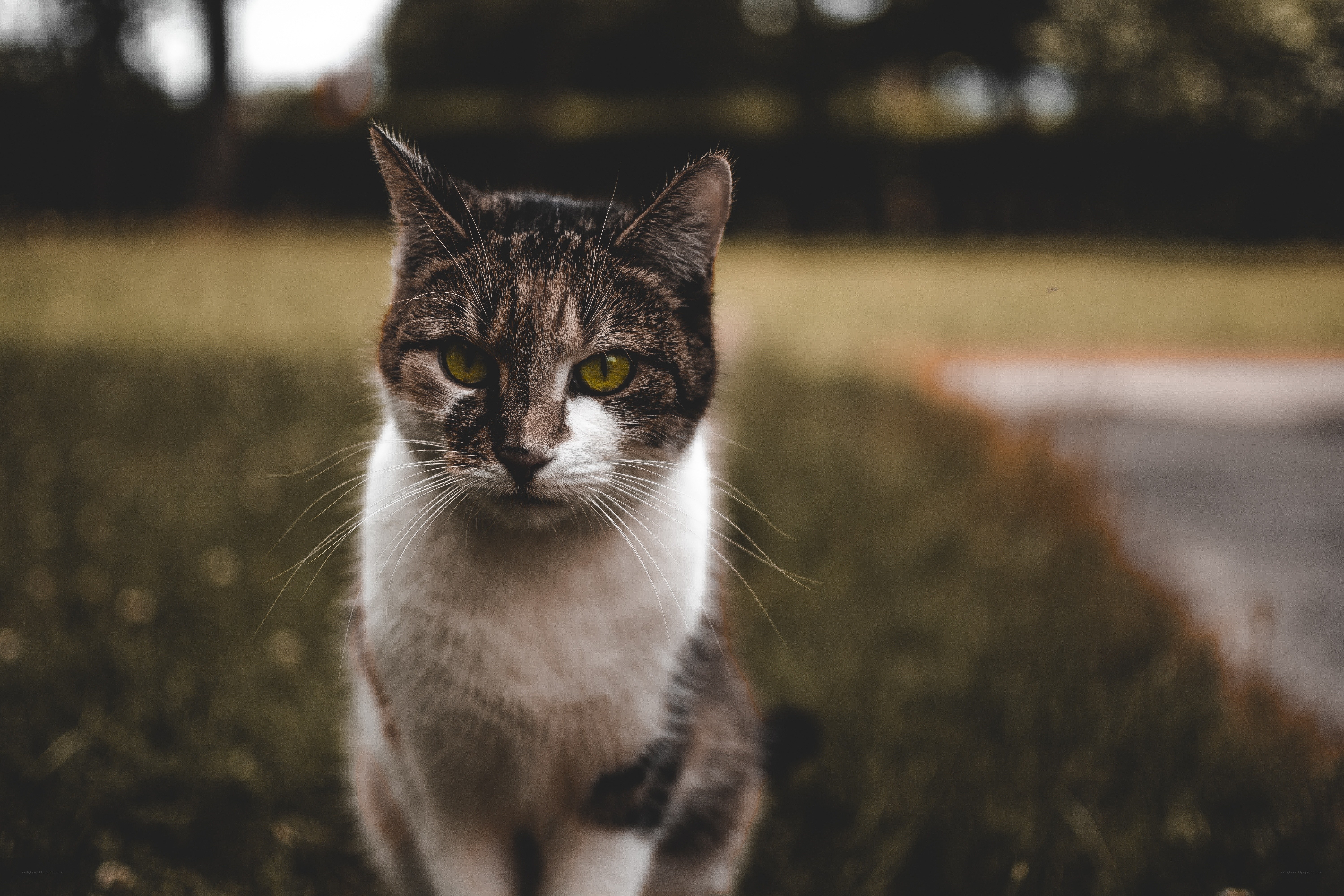 tabby cat in the park