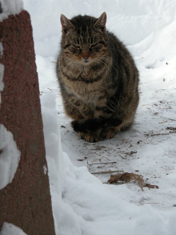 Tabby cat in the snow