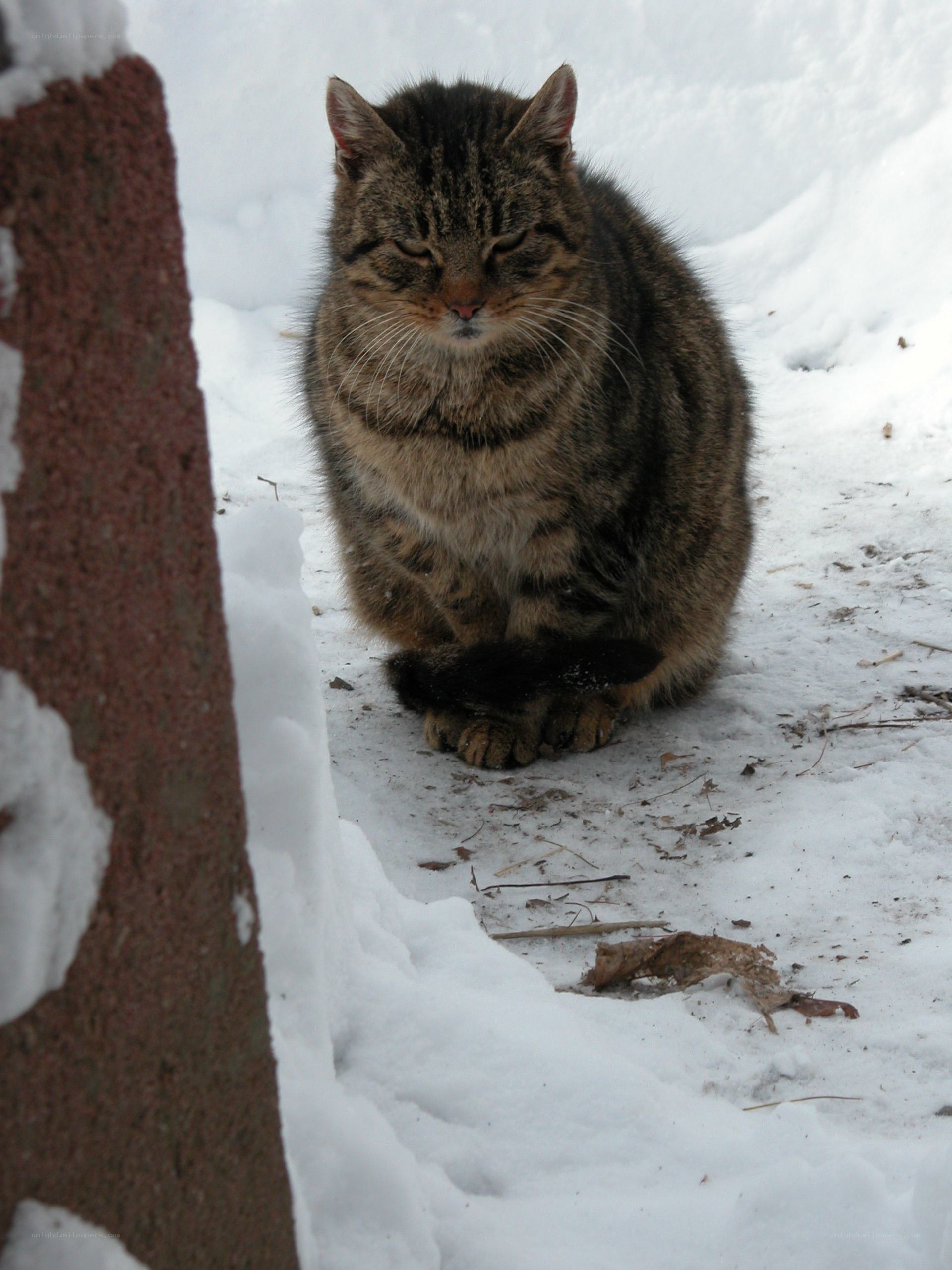 Tabby cat in the snow