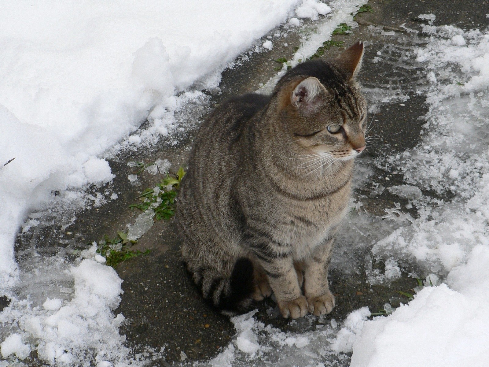 Tabby cat in the snow