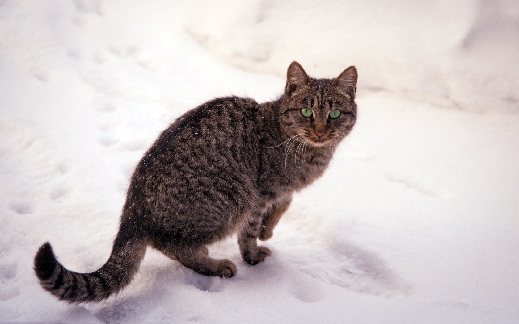 tabby cat in the snow