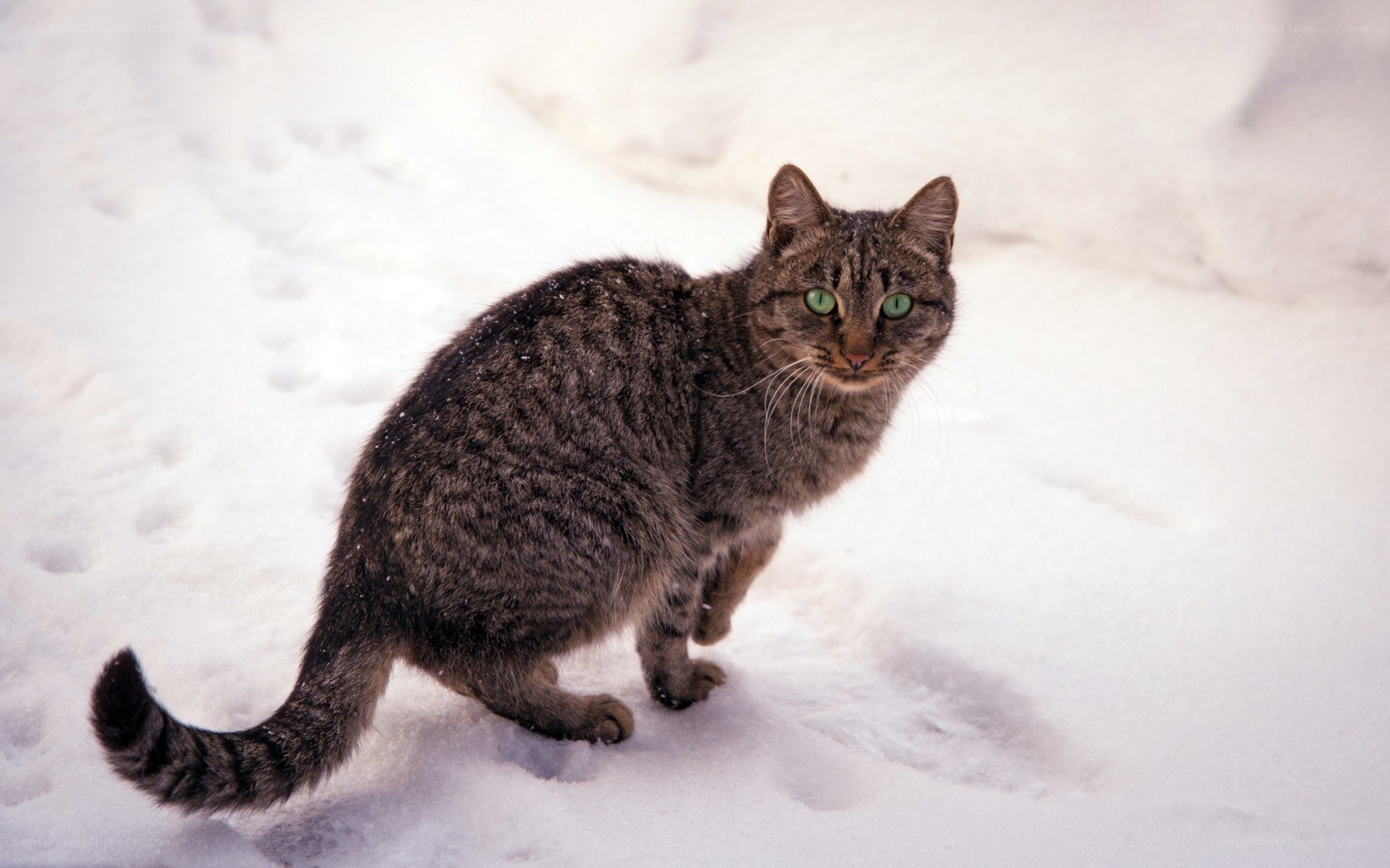 tabby cat in the snow