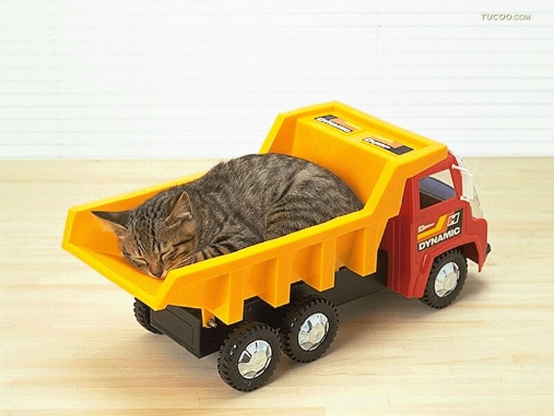 Tabby Cat in Toy Truck