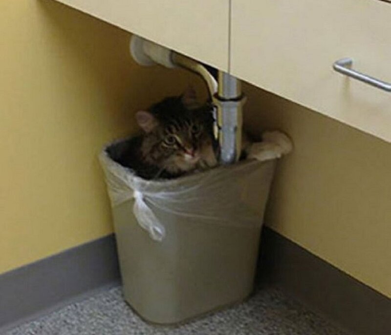 Tabby Cat in Trash Can