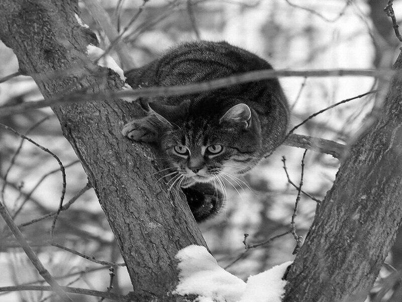 Tabby Cat in Tree — Black