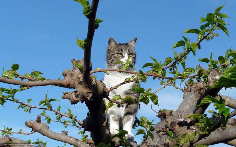 Tabby Cat in Tree — Blue, Calm