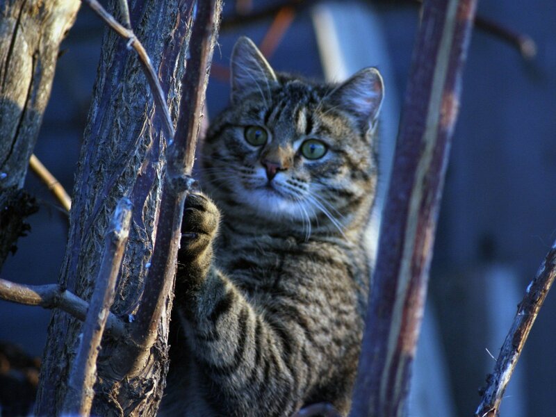 Tabby cat in tree branches