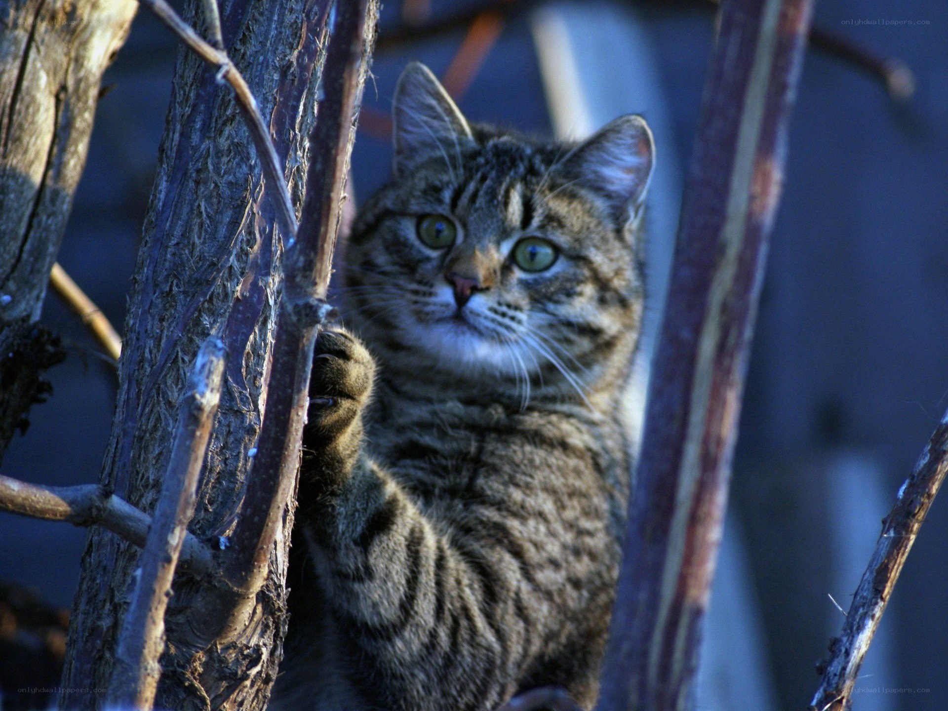 Tabby cat in tree branches