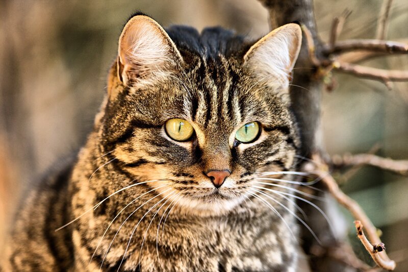 Tabby Cat in Tree — Brown, Alert, Afternoon