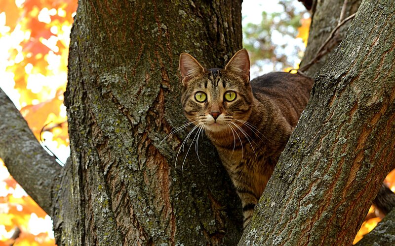Tabby Cat in Tree — Brown, Alert, Autumn, Photograph