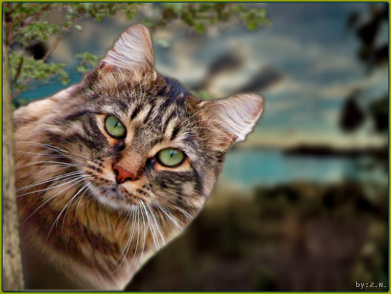 Tabby Cat in Tree — Brown, Alert, Photograph
