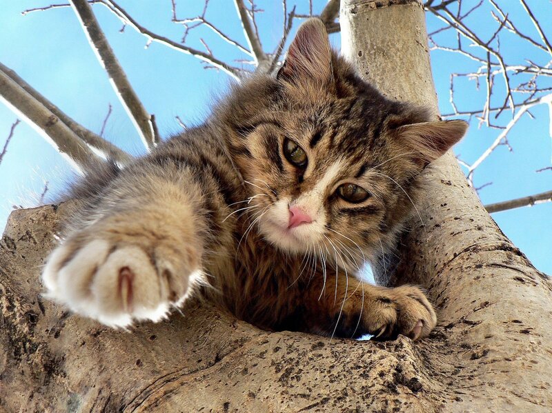 Tabby Cat in Tree — Brown, Calm, Afternoon, Photograph, Sky