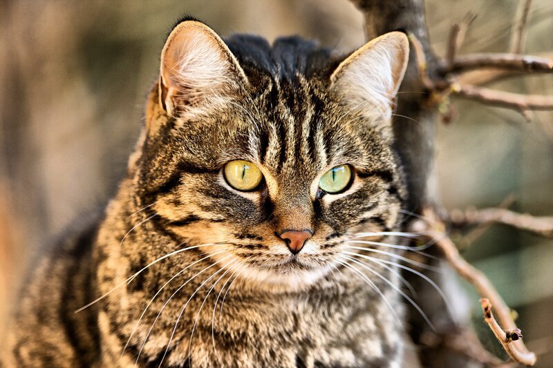 Tabby Cat in Tree — Brown, Calm, Afternoon, Photograph, Tree Branch