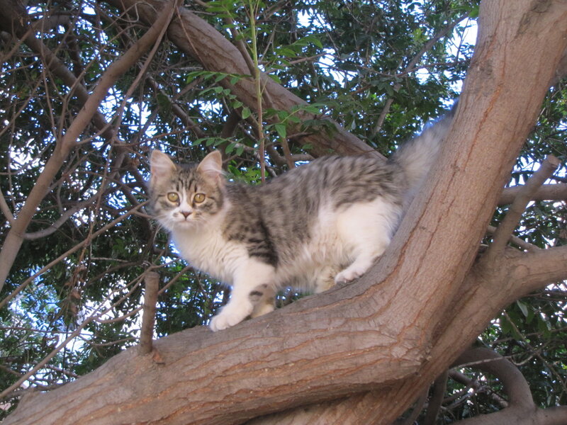 Tabby Cat in Tree — Brown, Calm, Afternoon