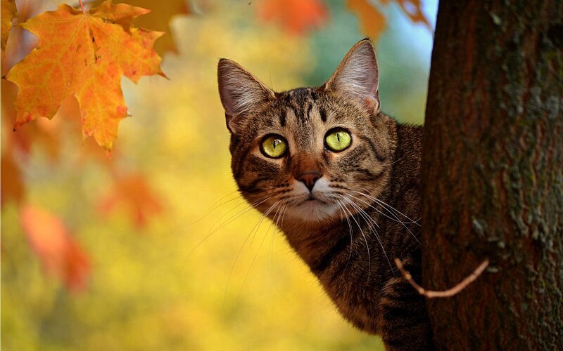 Tabby Cat in Tree — Brown, Calm, Autumn, Photograph, Tree Trunk