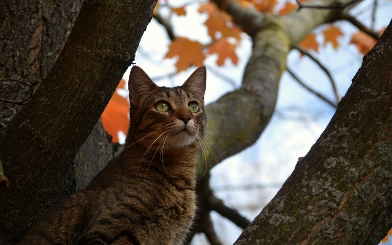 Tabby Cat in Tree — Brown, Calm, Autumn
