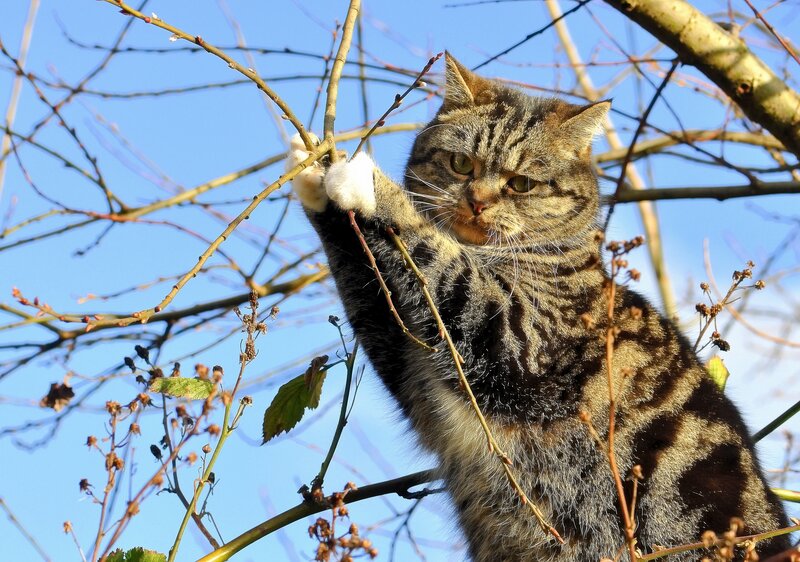Tabby Cat in Tree — Brown, Calm, Spring, Photograph, Tree Branches