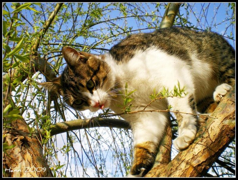 Tabby Cat in Tree — Brown, Calm