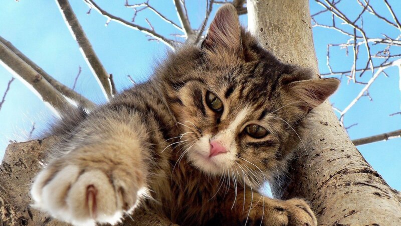 Tabby Cat in Tree — Brown, Calm, Winter, Photograph