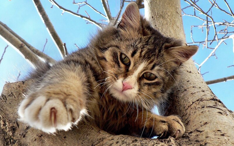 Tabby Cat in Tree — Brown, Calm, Winter