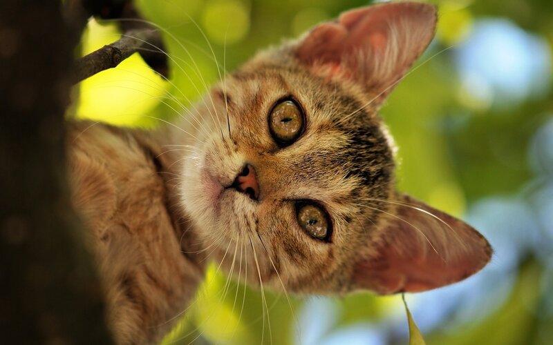 Tabby Cat in Tree — Brown, Curious, Afternoon, Photograph, Leaves