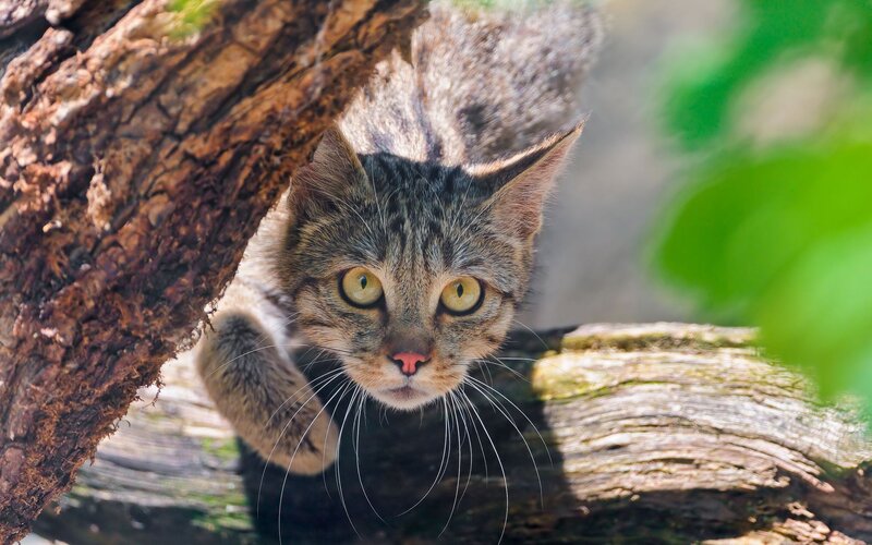 Tabby Cat in Tree — Brown, Curious, Afternoon, Photograph