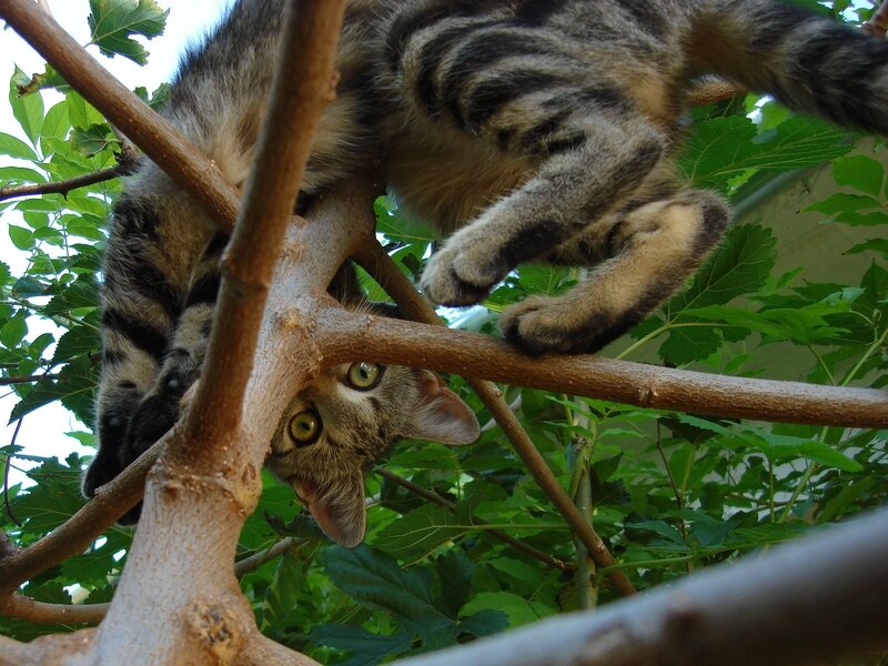 Tabby Cat in Tree — Brown, Curious, Afternoon