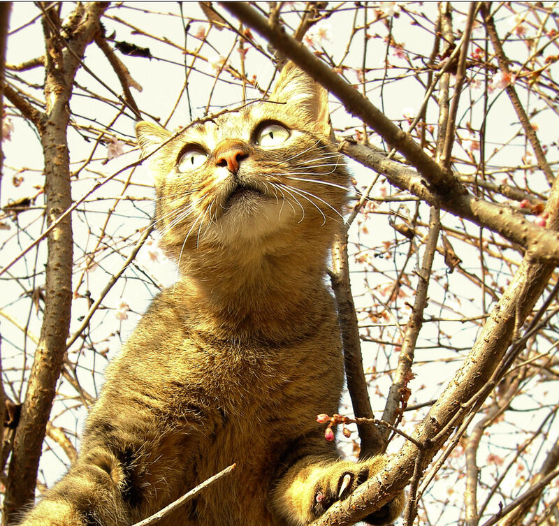 Tabby Cat in Tree — Brown, Curious