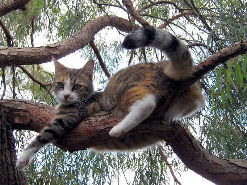 Tabby Cat in Tree — Brown