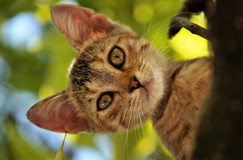 Tabby Cat in Tree — Curious