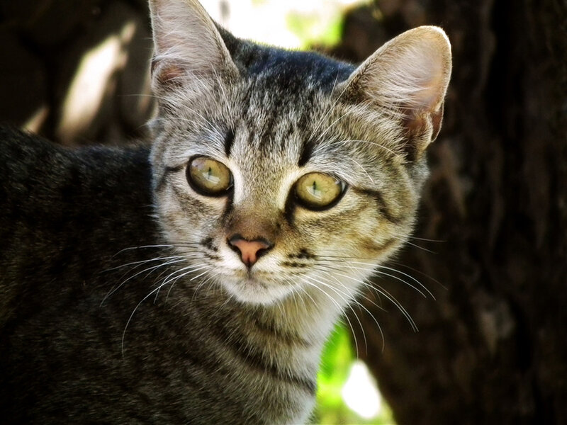 Tabby Cat in Tree — Gray