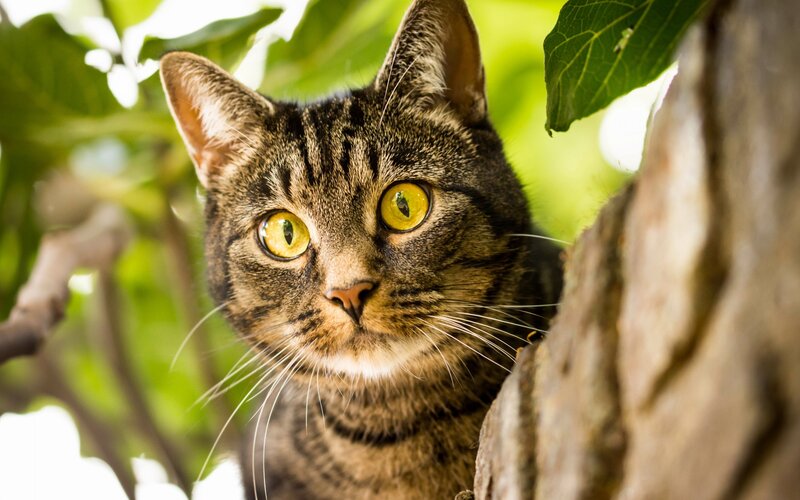 Tabby Cat in Tree — Green, Alert, Afternoon
